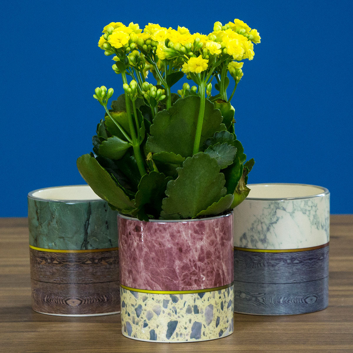 Cachepô de Cerâmica Rosa 10x10cm - Decorativo para Plantas