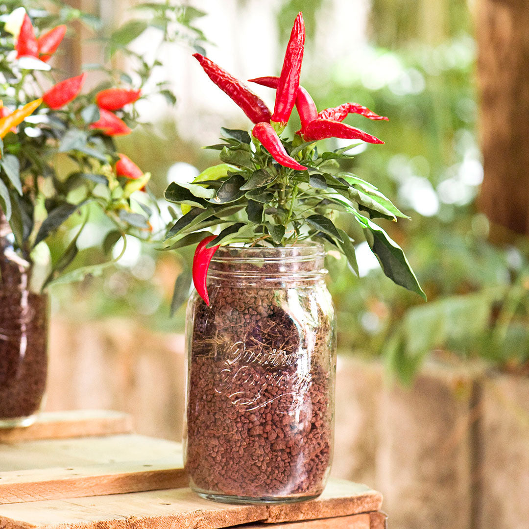 Pote de Vidro Bormioli Rocco Qstagioni 1,5L Transparente com Tampa Metal 21x11cm