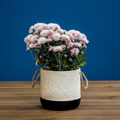 Cachepô de Cerâmica Branco 15x15cm para Plantas - Decorativo e Resistente