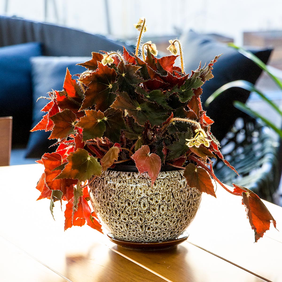 Conjunto de Cachepôs de Cerâmica Bege - 3 Peças para Decoração