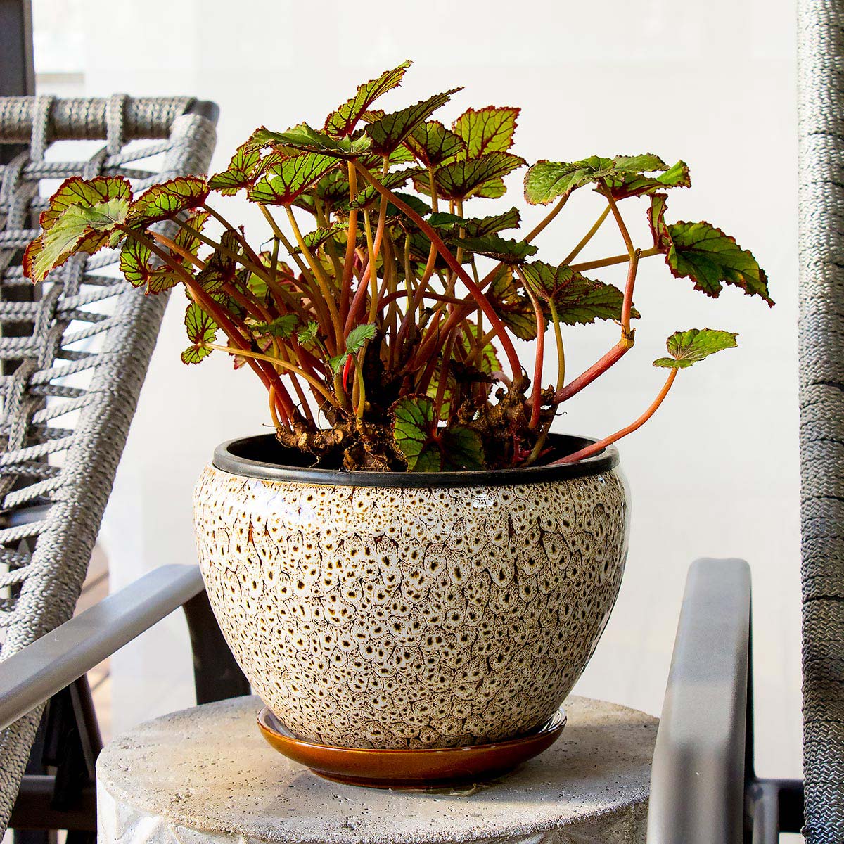 Conjunto de Cachepôs de Cerâmica Bege - 3 Peças para Decoração