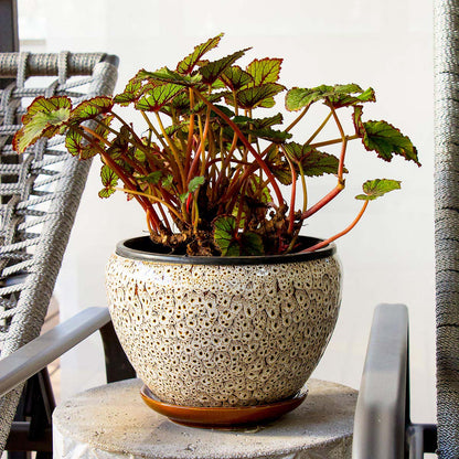 Conjunto de Cachepôs de Cerâmica Bege - 3 Peças para Decoração